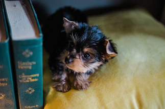A warm, inviting photo of a teacup puppy sitting beside a cozy phone and notebook on a wooden desk.