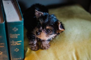 A small, fluffy puppy with dark and light brown fur rests on a yellow cushion next to a stack of thick, green hardcover books. The atmosphere is cozy and intimate, with soft lighting highlighting the puppy's curious and gentle expression.