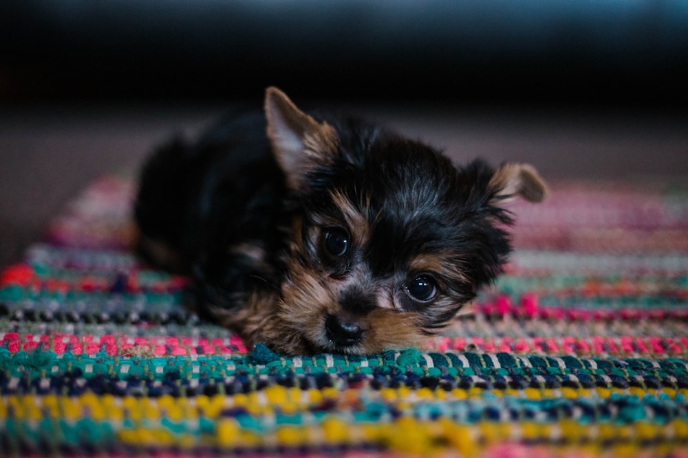 black and tan puppy lying on multicolored mat