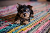 yorkie puppy, puppy day, March 23