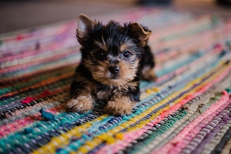 Dog Travel