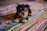 short-coated tan and black puppy close-up photography