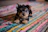 short-coated tan and black puppy close-up photography