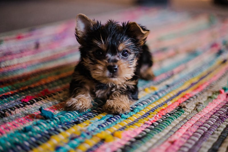 Adoptable Pet 1