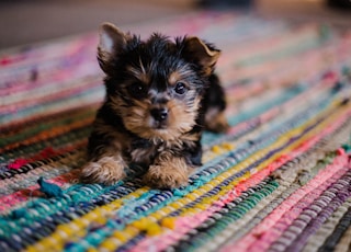 short-coated tan and black puppy close-up photography