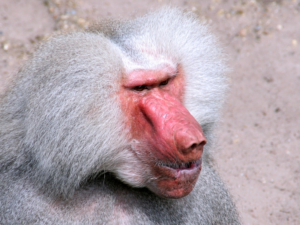Japanese macaque in close-up photo