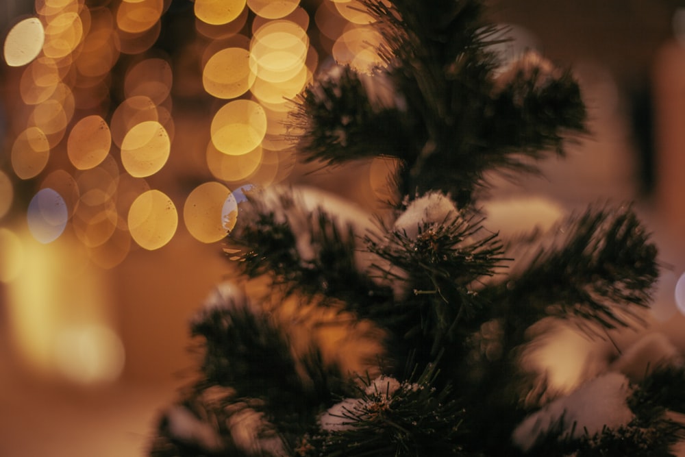 a close up of a christmas tree with lights in the background