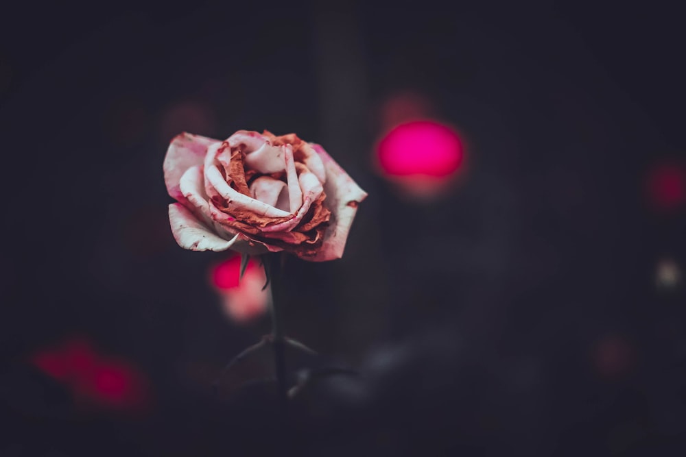focus photography of pink rose