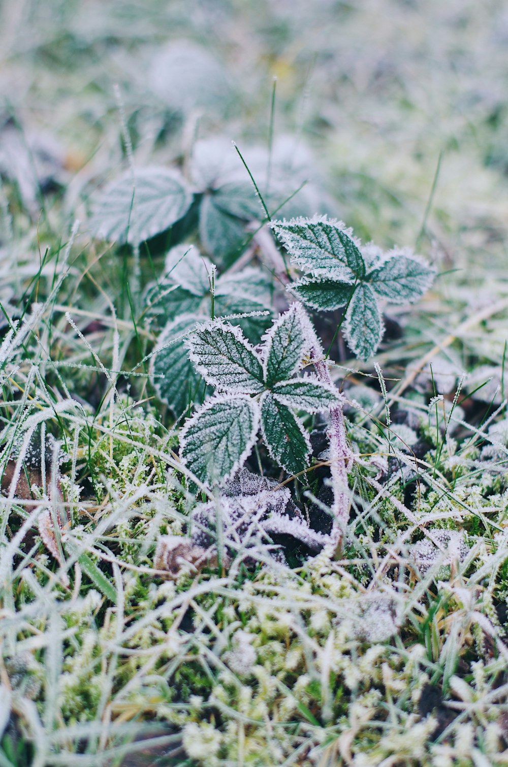 close-up photography of green-leafed plant