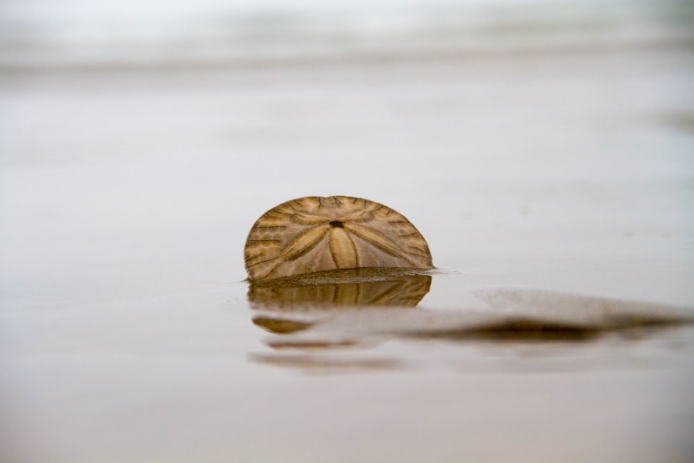 dólar de areia marrom