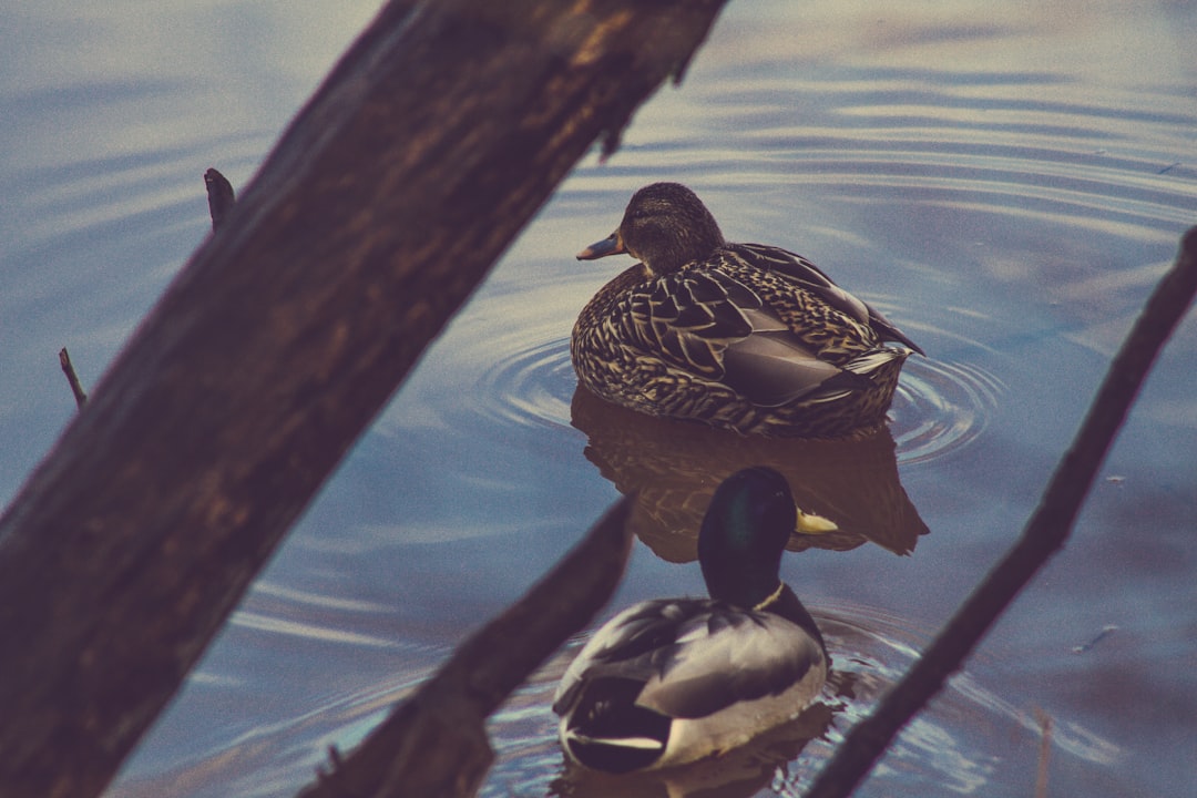 Крик утки для охоты. Утиная охота обои. Дерево Duck Hunting.