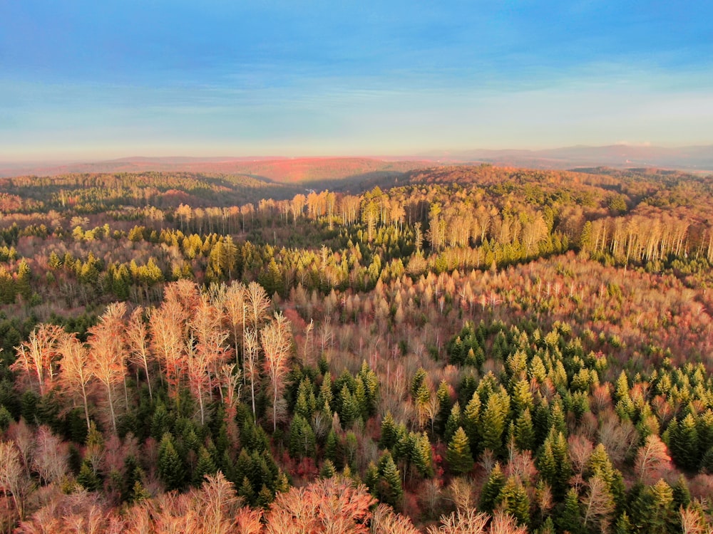 aerial view of trees