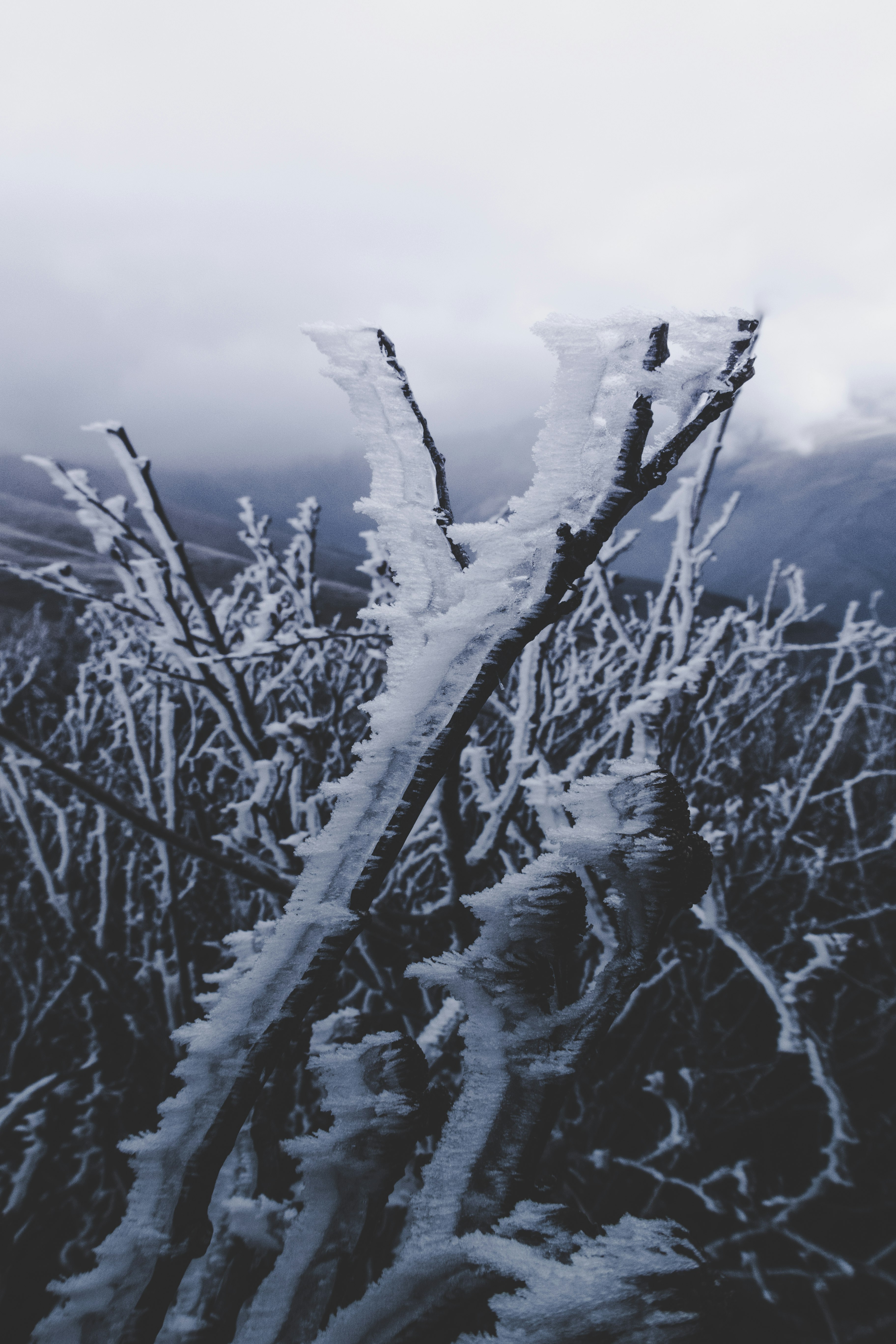 leafless tree