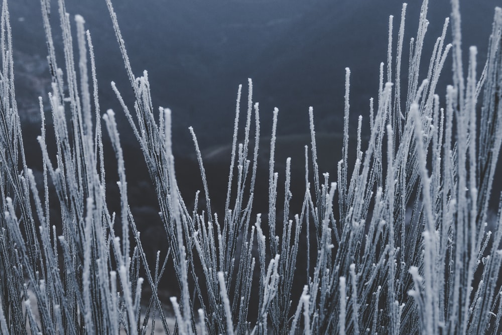 frozen grass photo
