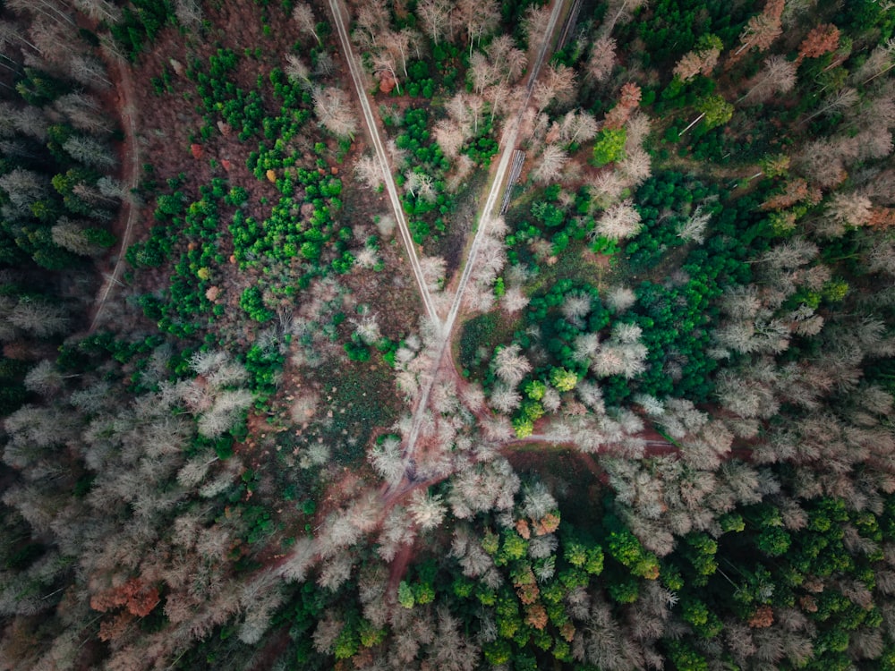 photographie aérienne de sentiers formant un X entre les arbres