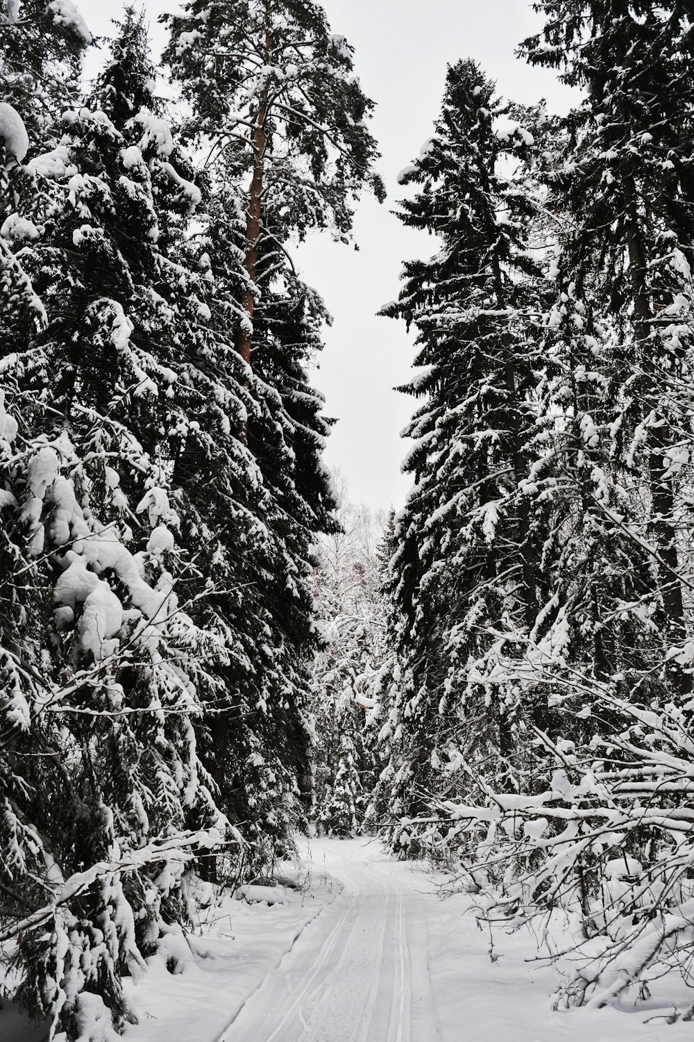 pine trees during winter