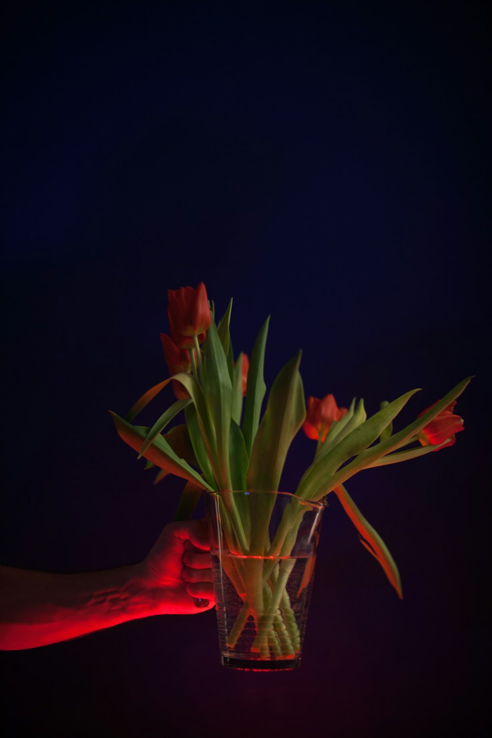 red tulip flowers in clear glass pitcher vase