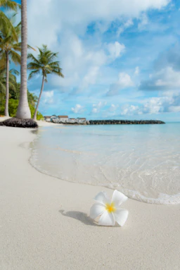 white 5-petaled flower near seashore