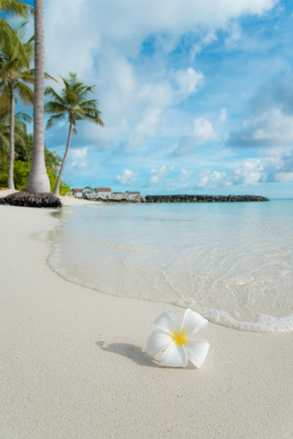 white 5-petaled flower near seashore