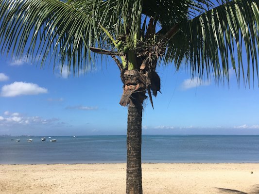 Coconut tree at the beach — Salvador, Brazil