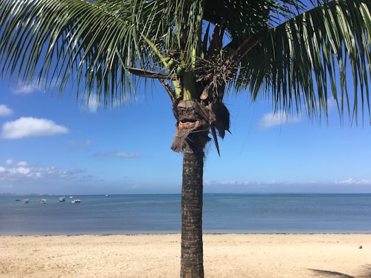 coconut tree at the beach in Salvador Brasil