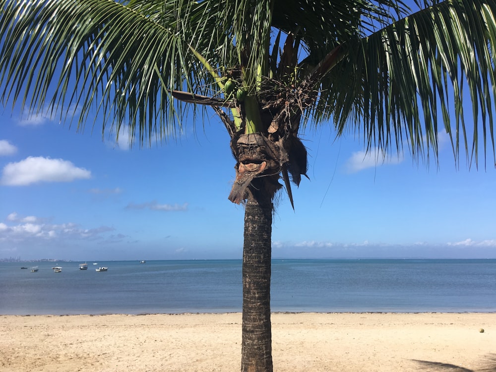 coconut tree at the beach