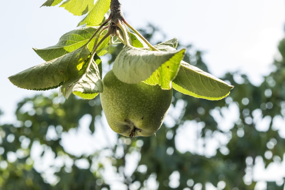 green apple fruit