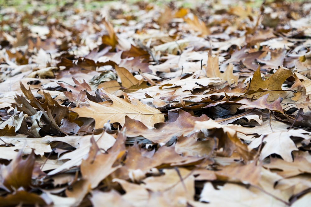 Getrocknete Blätter auf der Fokusfotografie