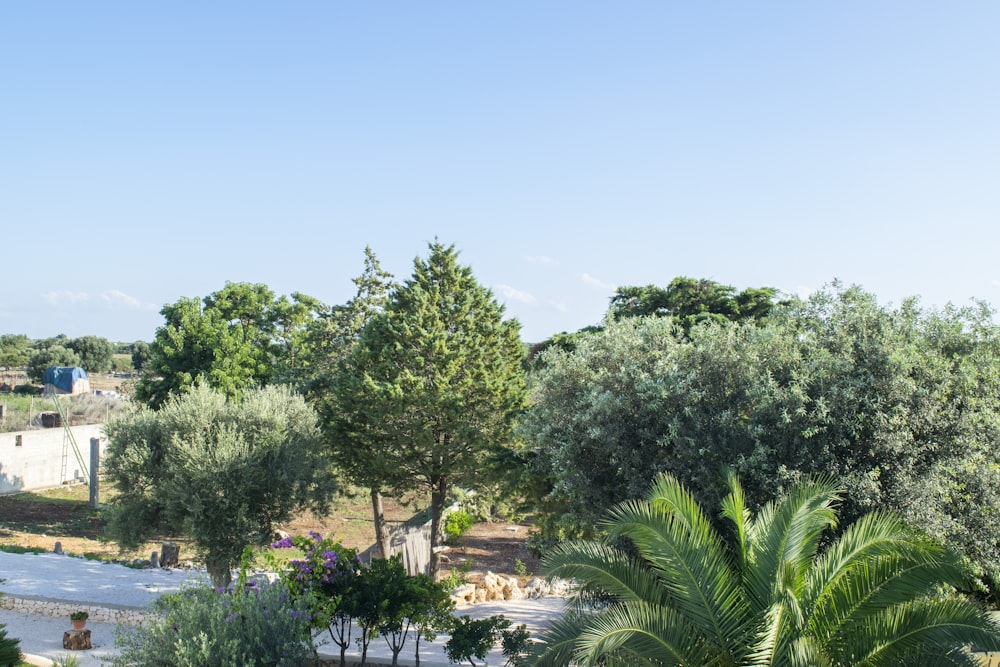 view of trees by road during daytime