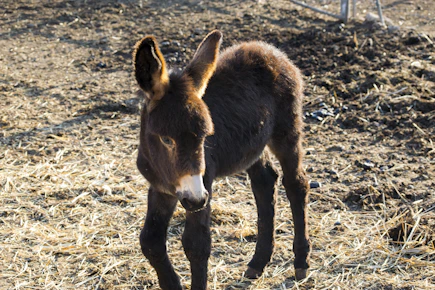 A young donkey stands on a patch of dry, straw-covered ground. Its brown fur is fluffy, and the sunlight casts a warm glow on its coat. The ground is a mix of straw and dirt.