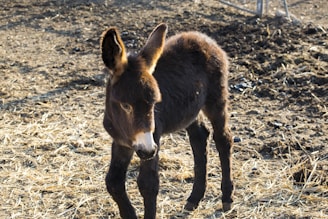 A young donkey stands on a patch of dry, straw-covered ground. Its brown fur is fluffy, and the sunlight casts a warm glow on its coat. The ground is a mix of straw and dirt.