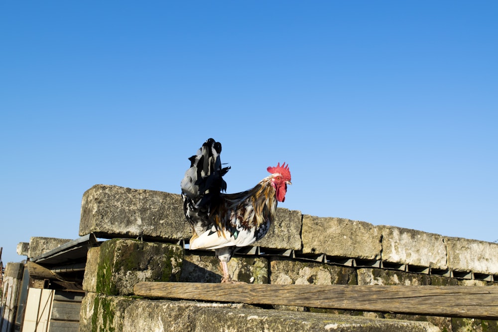 black and white rooster on roof