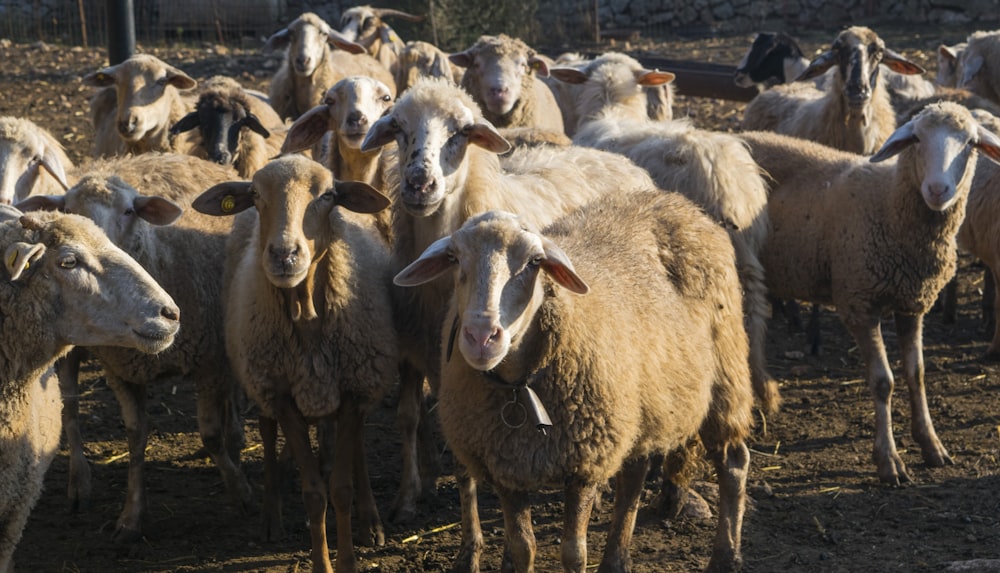 herd of sheep during daytime