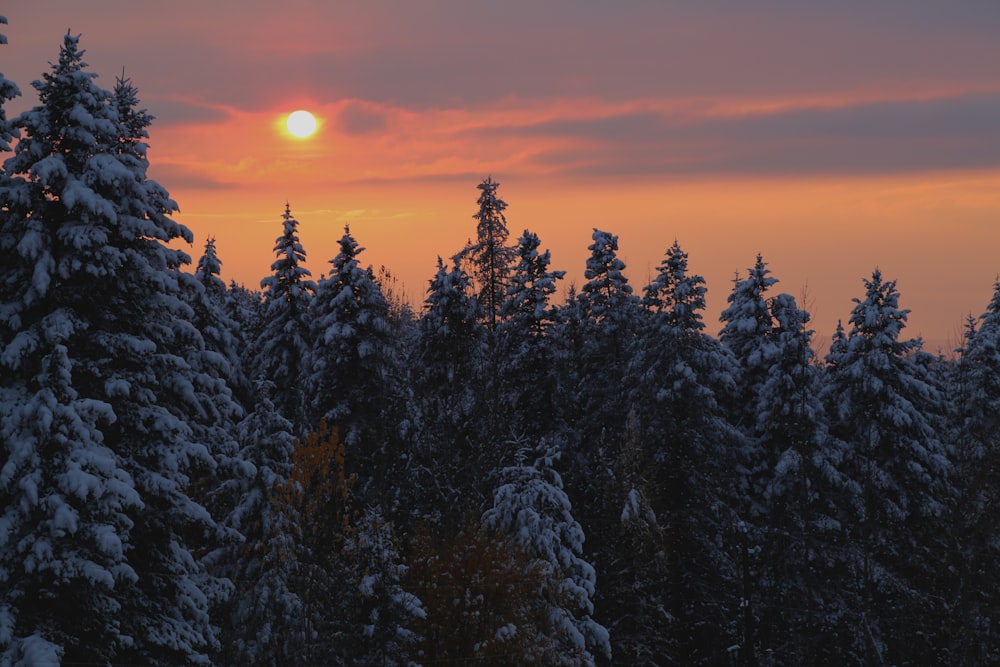 trees covered with snow under cloudy sky during golden hour