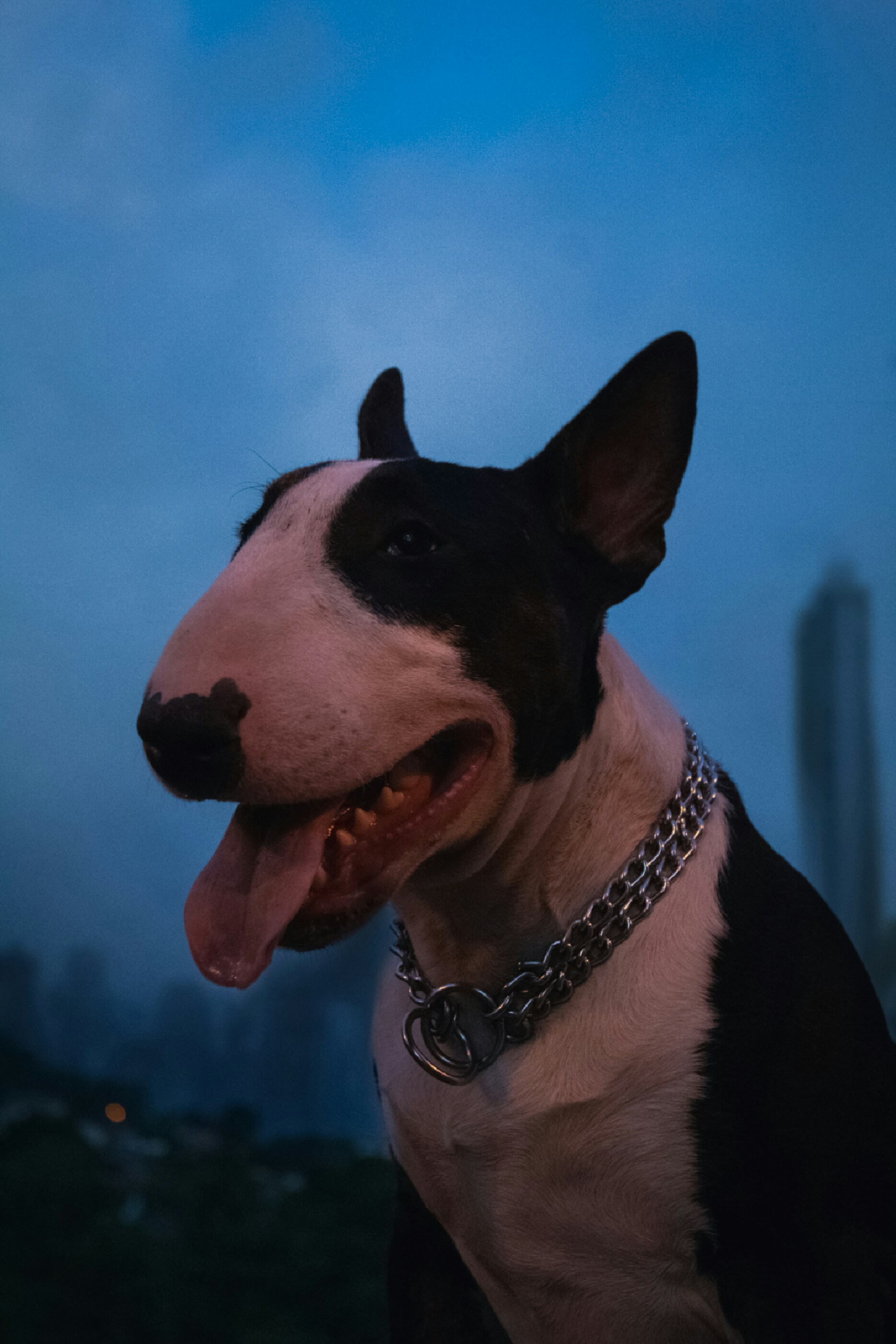 Premium Pocket Bully Gear