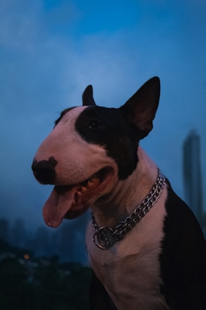 Understanding the American Bully: Structure, Character, and Health