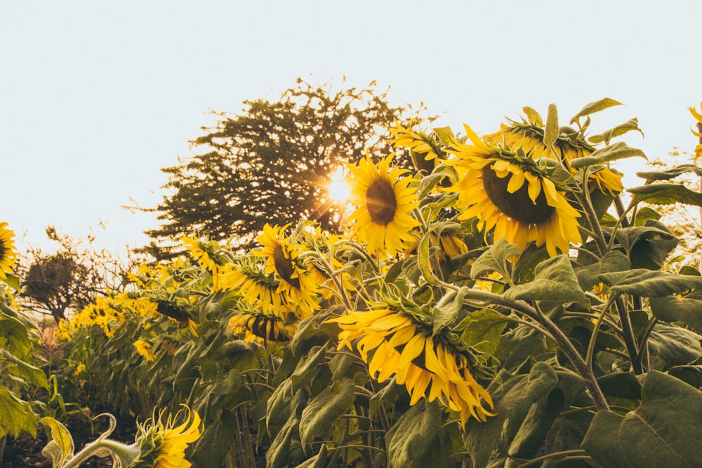 selective focus photography of sunflower field