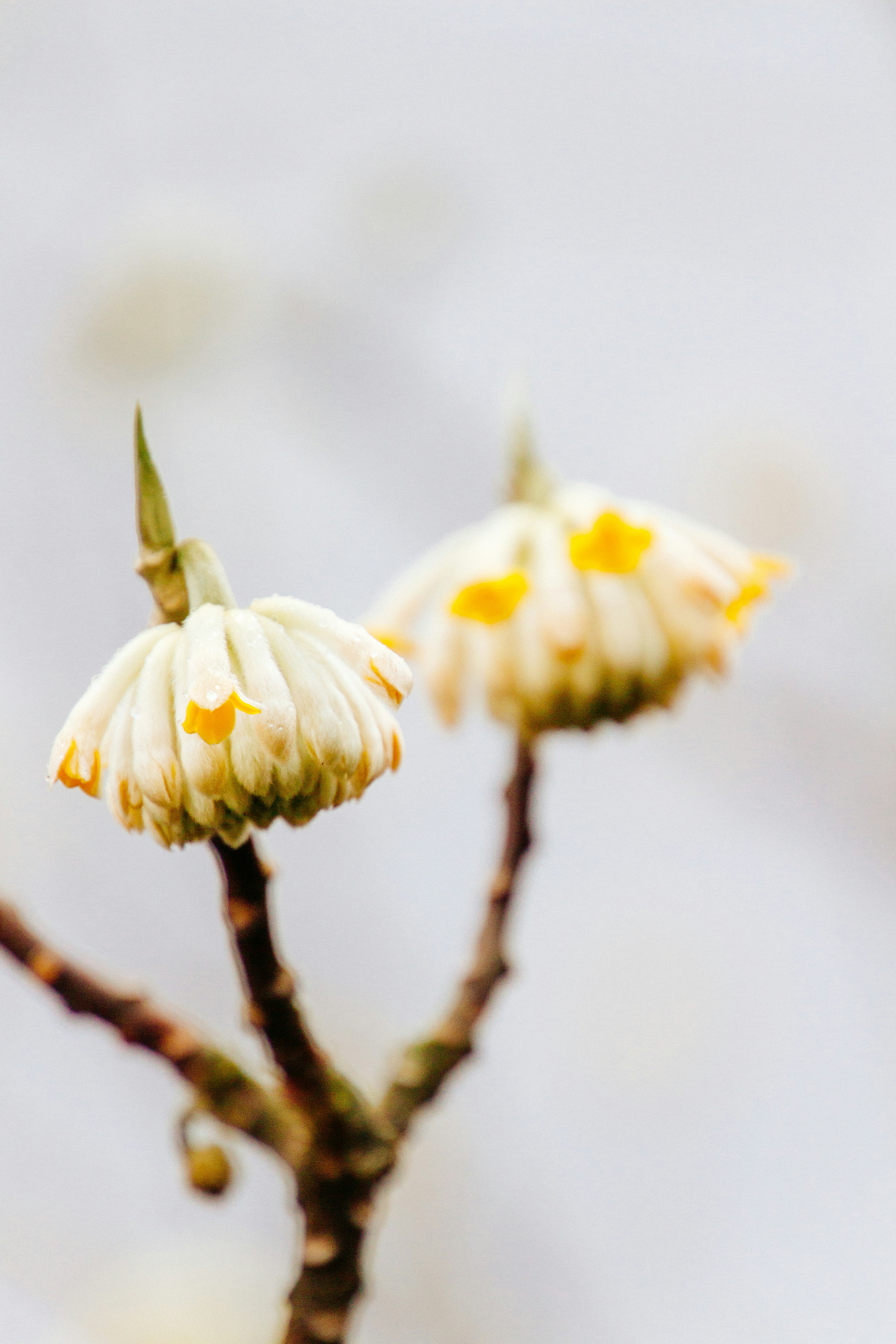 close-up photography of white flowers