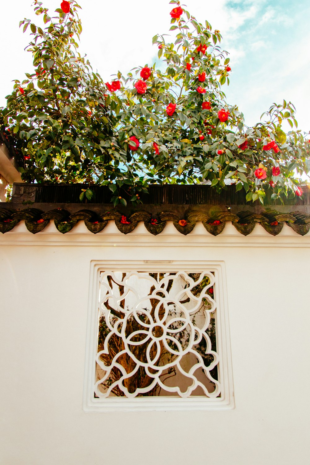 red-petaled flowers on top of concrete wall