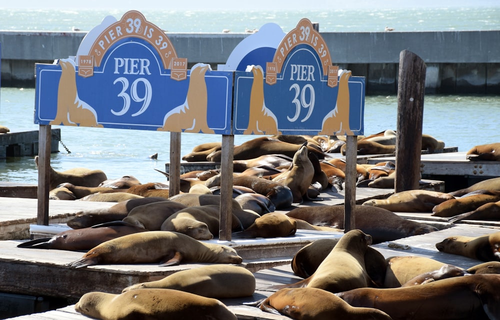 Pier 39 with seals