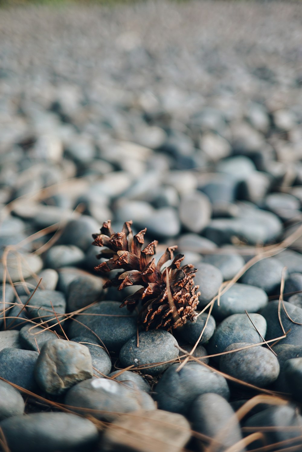 selected focus photography of brown pine cone