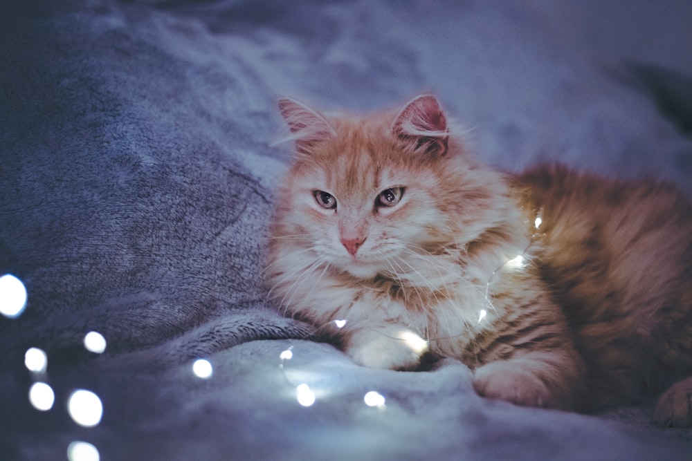 white and orange cat on grey textile