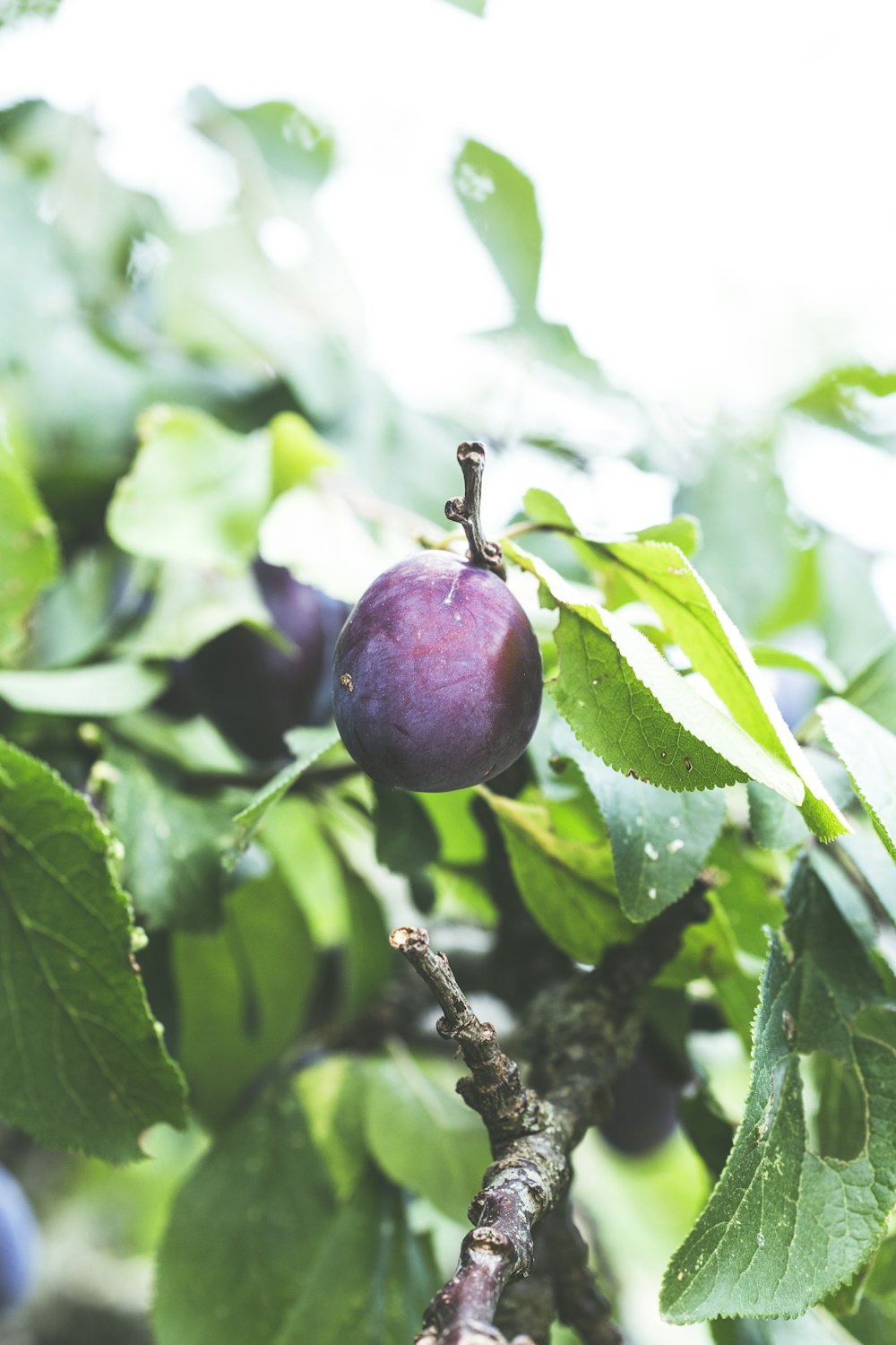 Fruto redondo de color púrpura