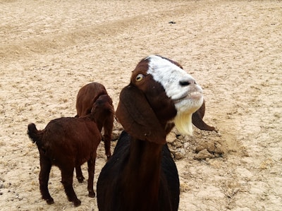 A goat with a white face and brown body stands prominently in the foreground on a dry, cracked earth surface, accompanied by two darker brown goats in the background grazing. The goat's expression appears curious or playful as it looks directly at the camera.