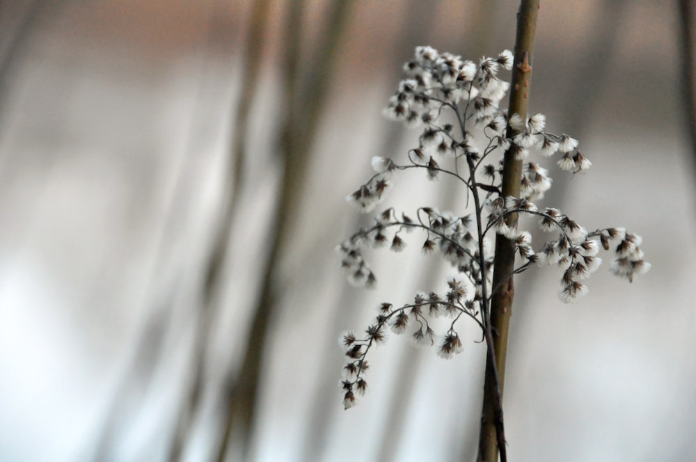 white-petaled flower