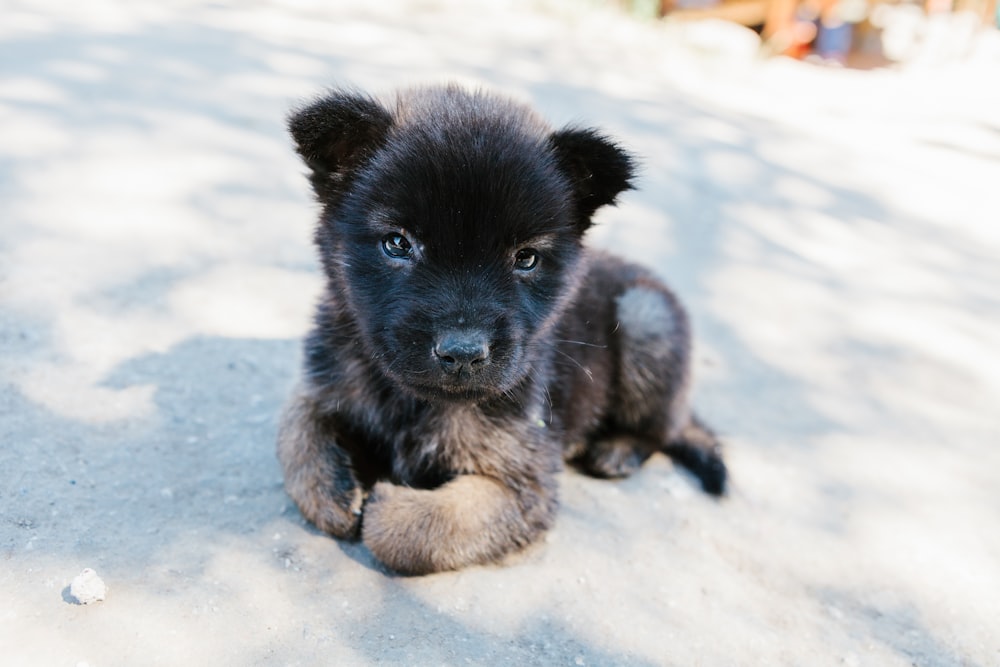 115 Adorable Puppy Pictures Download Free Images Of Puppies