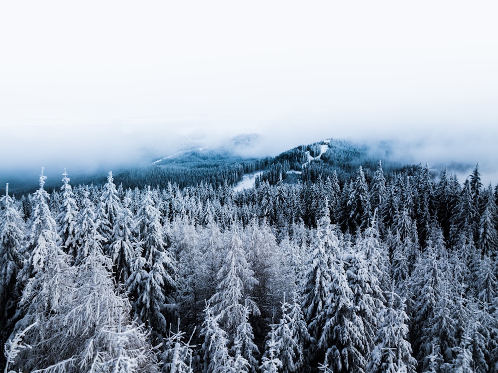 snow-coated pine tree