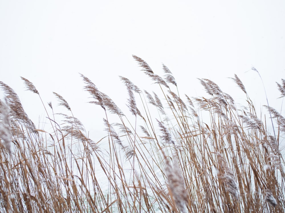 wheat grass field