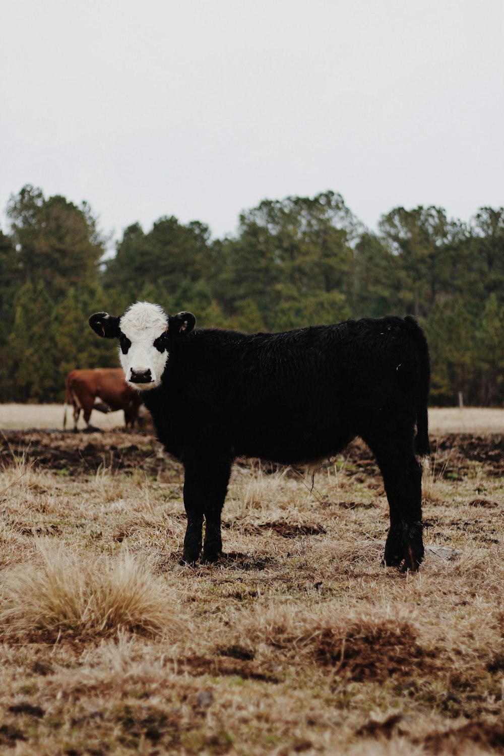 black and white cow