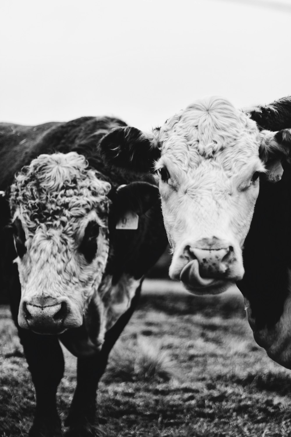 grayscale photo of cows